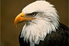 Photo: A handsome bald eagle