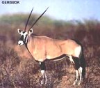  rowland ward, sci, Gemsbok (Oryx)