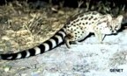  rowland ward, sci, Large spotted Genet