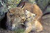 Photo: Female lynx and her young kitten