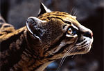 Photo: an ocelot on the prowl