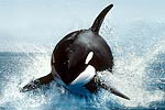 Photo: Killer whale breaching
